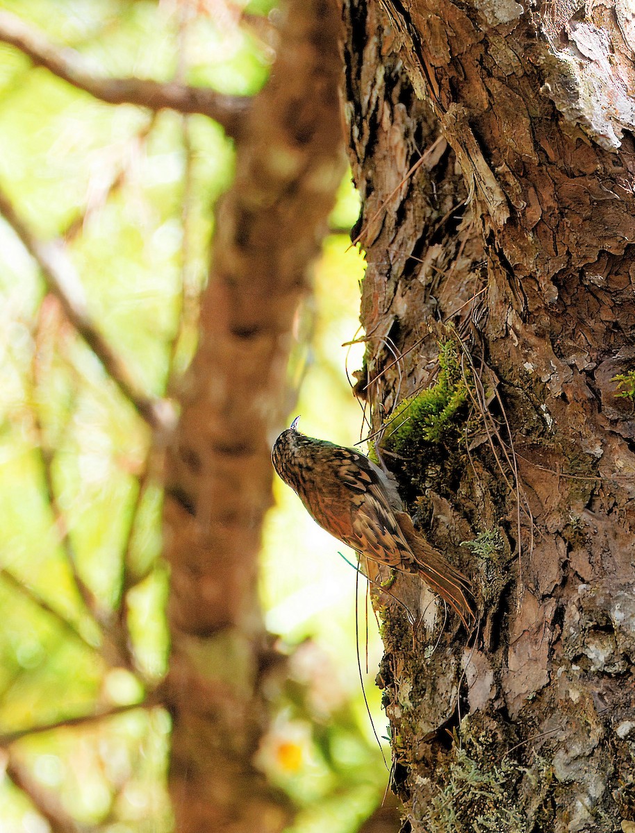 Hume's Treecreeper - ML643537086