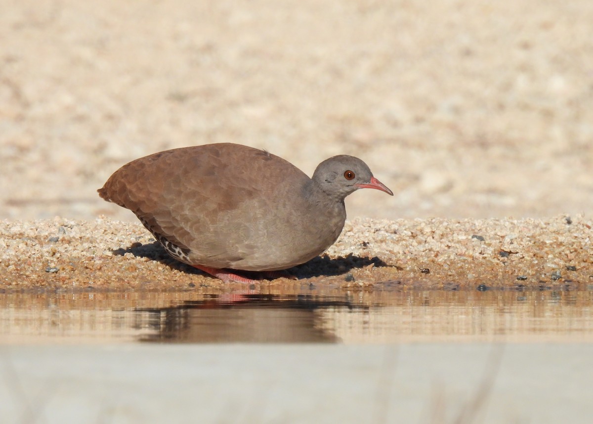 Tinamou à petit bec - ML643537088
