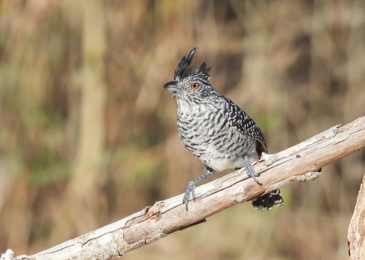 Barred Antshrike (Caatinga) - ML643537102