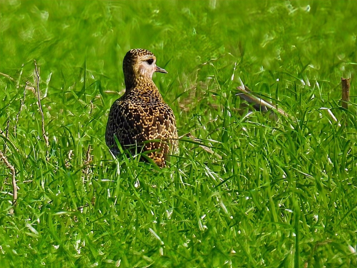 European Golden-Plover - ML643537103