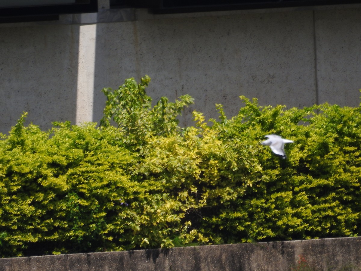 Австралийская чайка - ML643537105