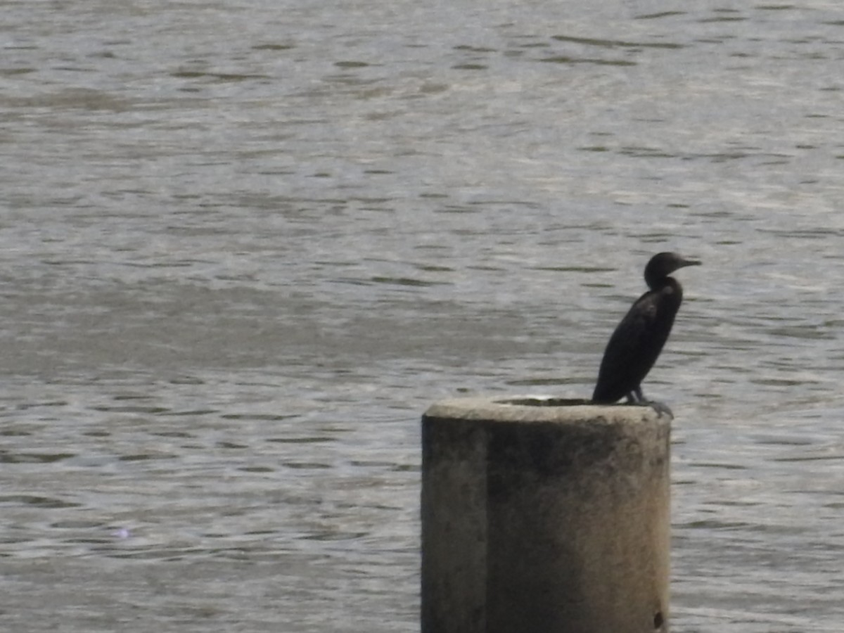 Чёрный баклан - ML643537130