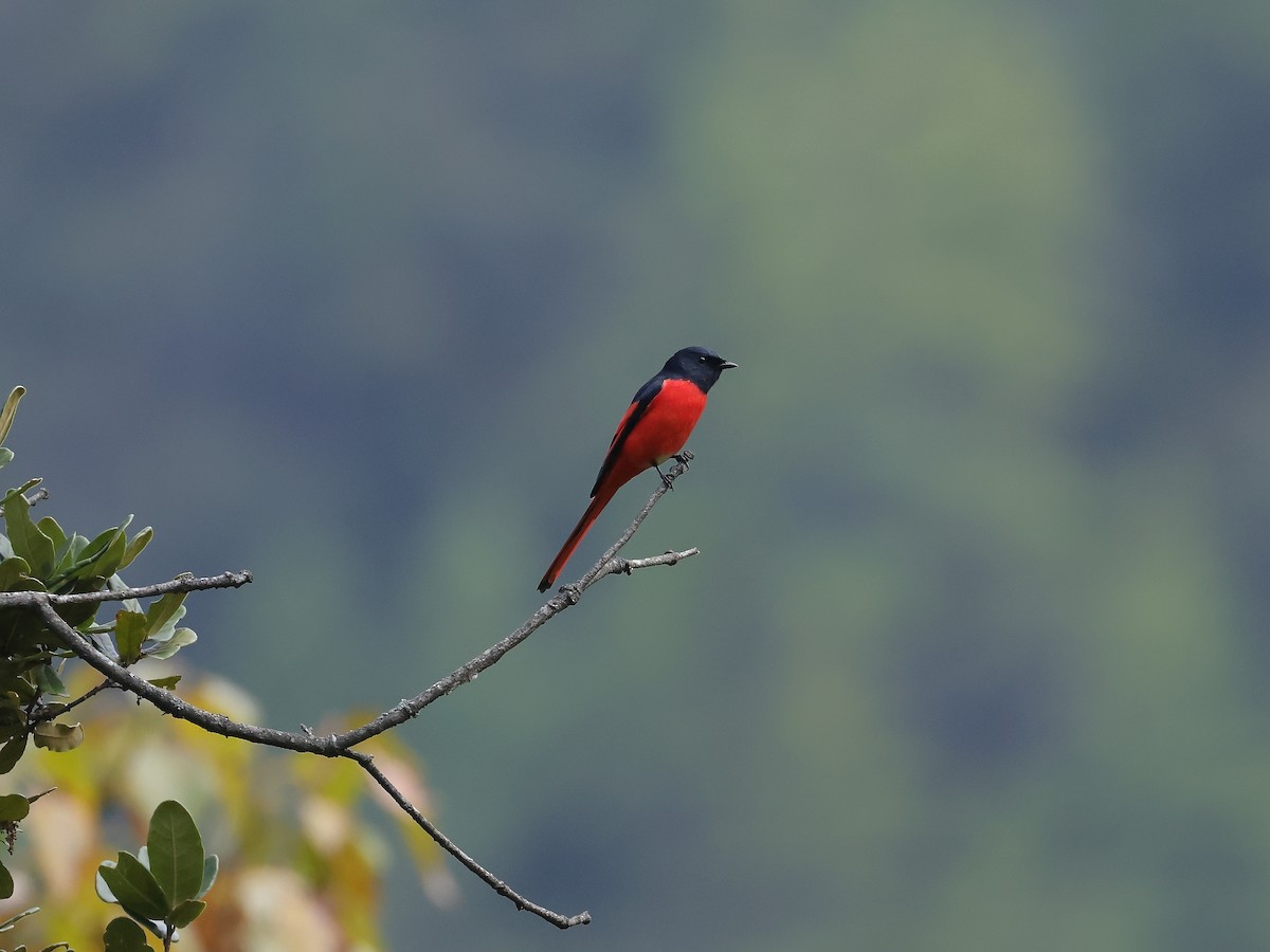 Long-tailed Minivet - ML643537143