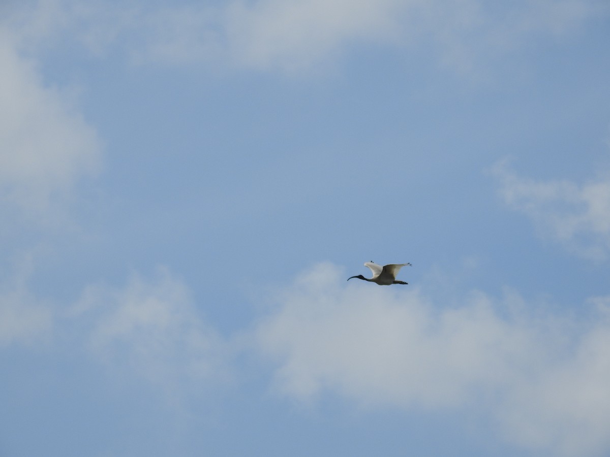 Молуккский ибис - ML643537144