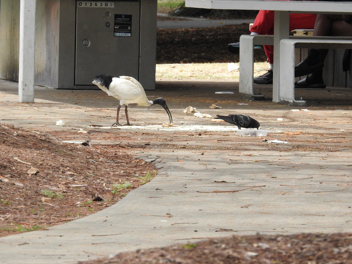 Молуккский ибис - ML643537153