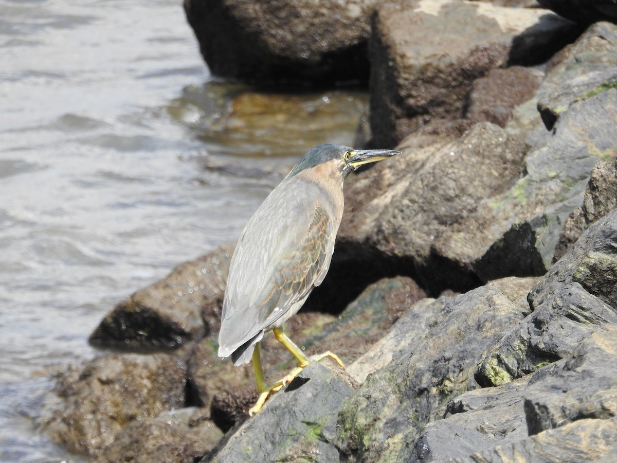 Striated Heron - ML643537165