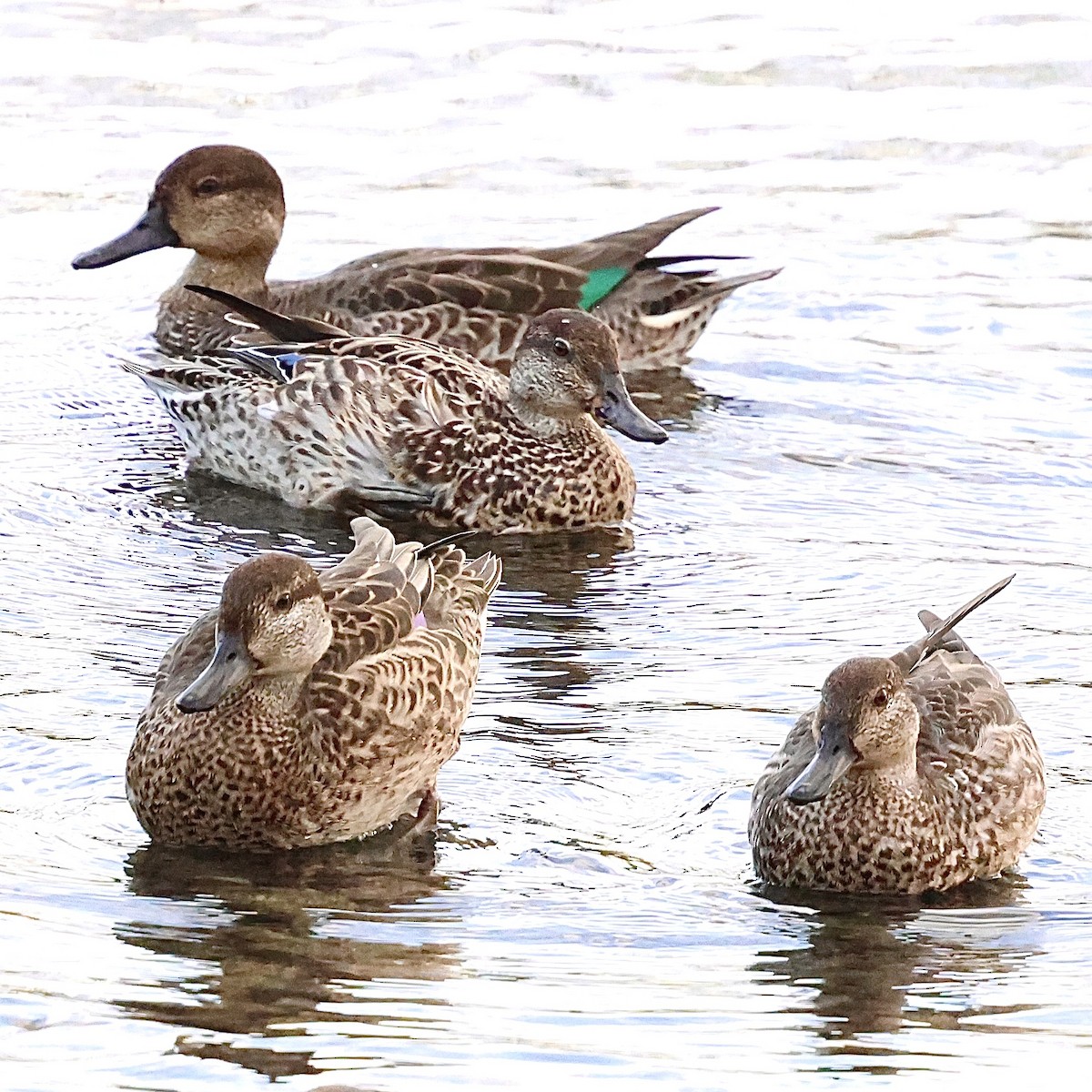 Green-winged Teal - ML643537172