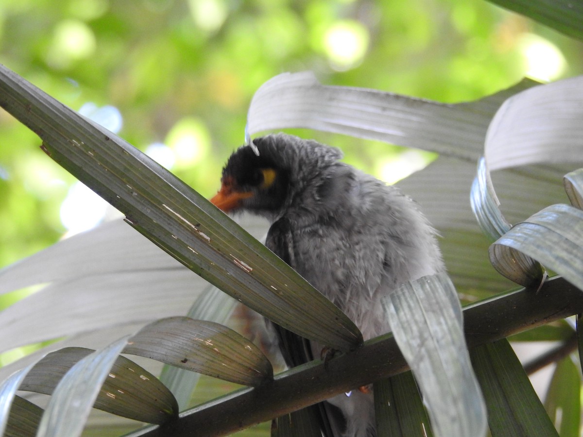 Черношапочная манорина - ML643537173