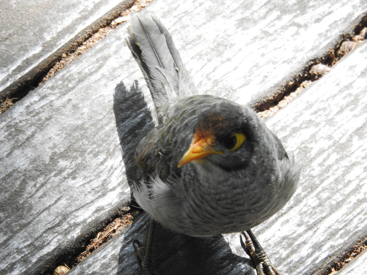 Черношапочная манорина - ML643537174