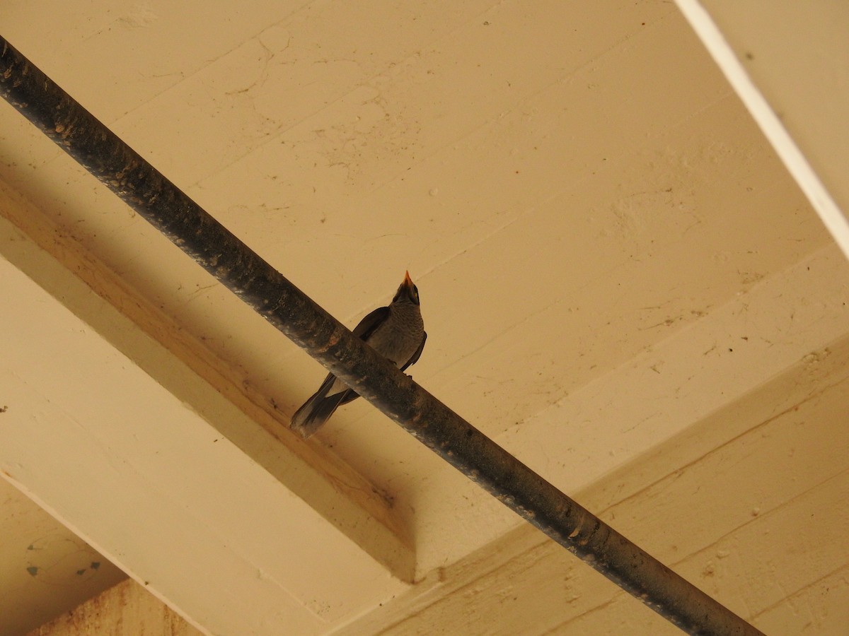 Черношапочная манорина - ML643537200