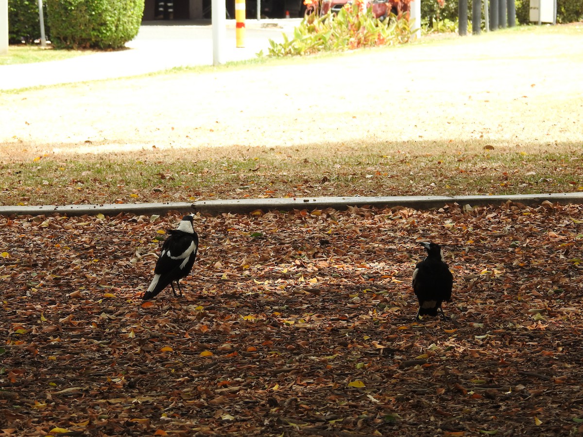 Буругонг, ворона-свистун - ML643537226