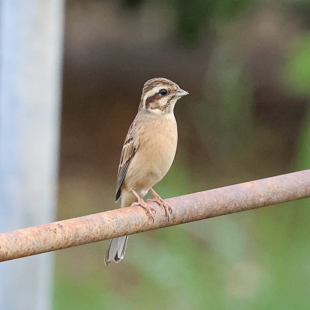 Wiesenammer - ML643537227