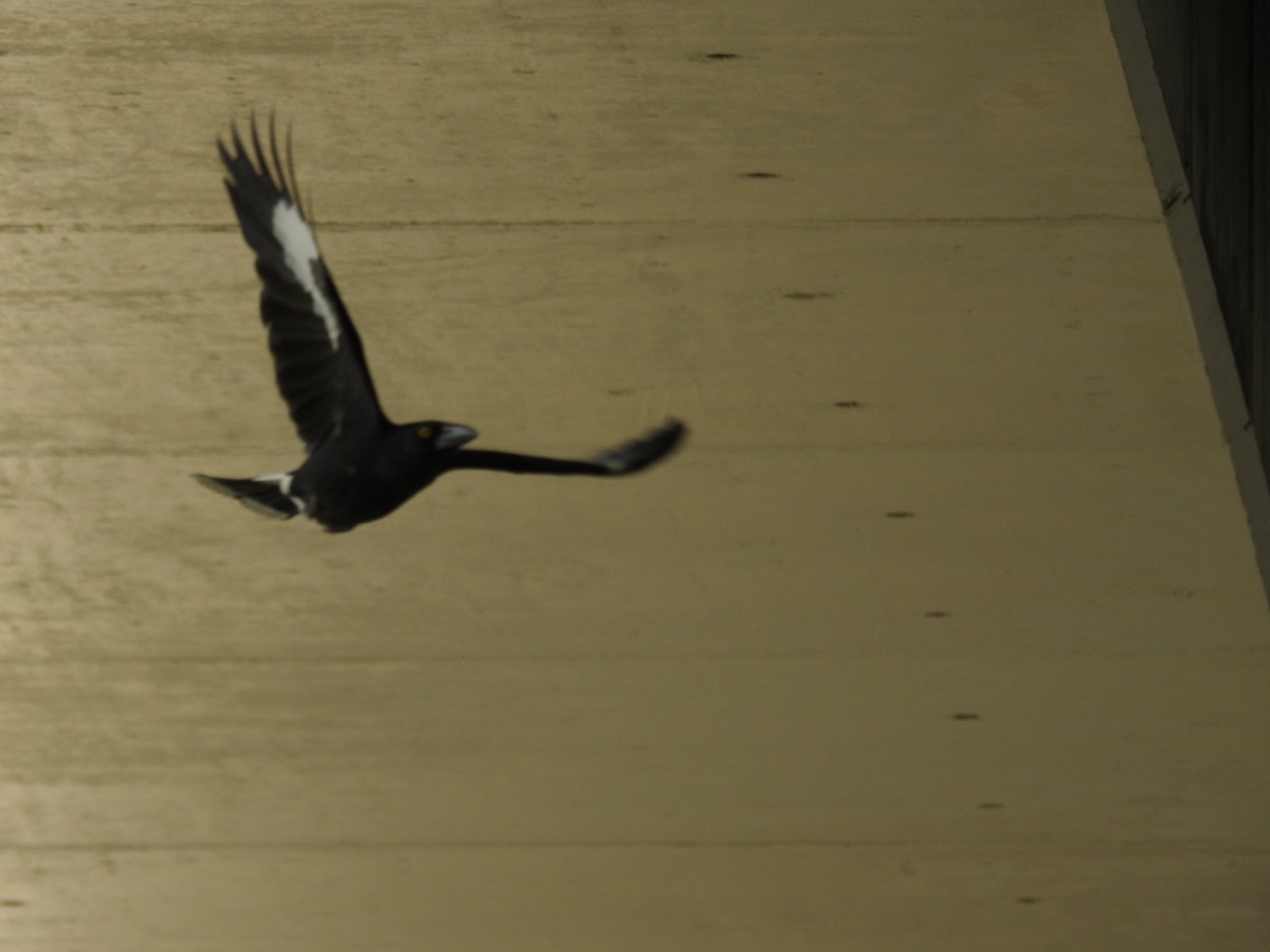 Пегий куравонг - ML643537232