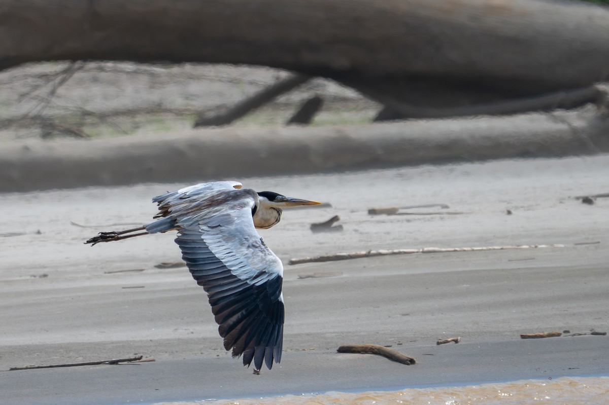 Cocoi Heron - ML643537244