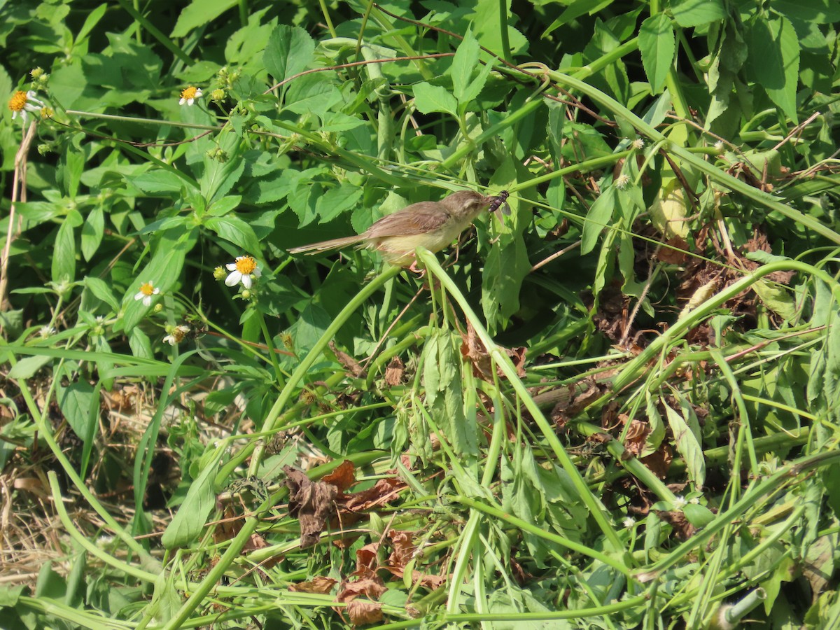 Plain Prinia - ML643537246