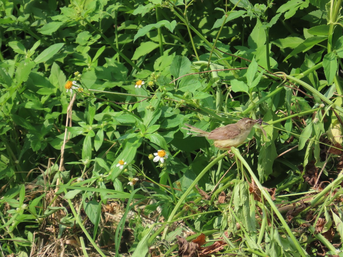 Plain Prinia - ML643537247