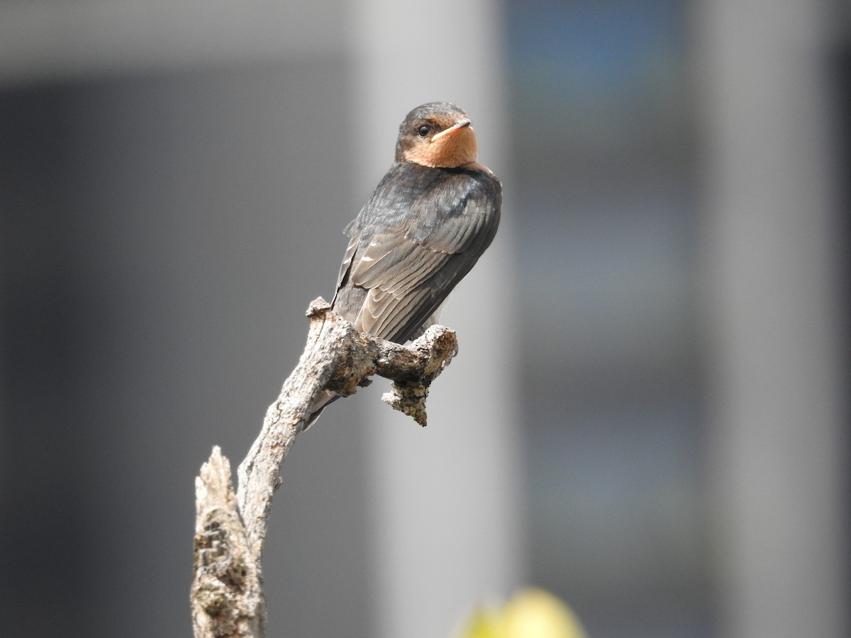 Краснолобая ласточка - ML643537258