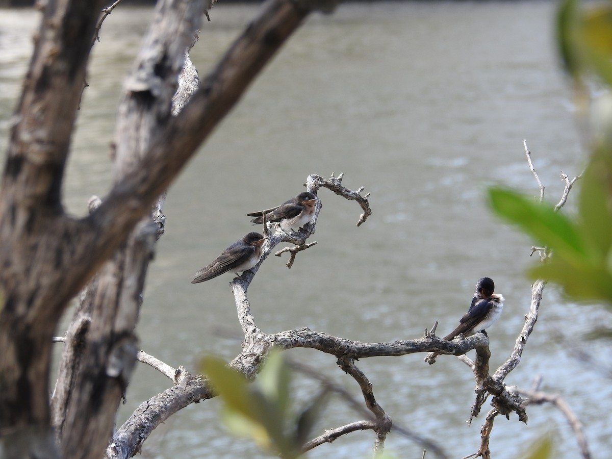 Краснолобая ласточка - ML643537261