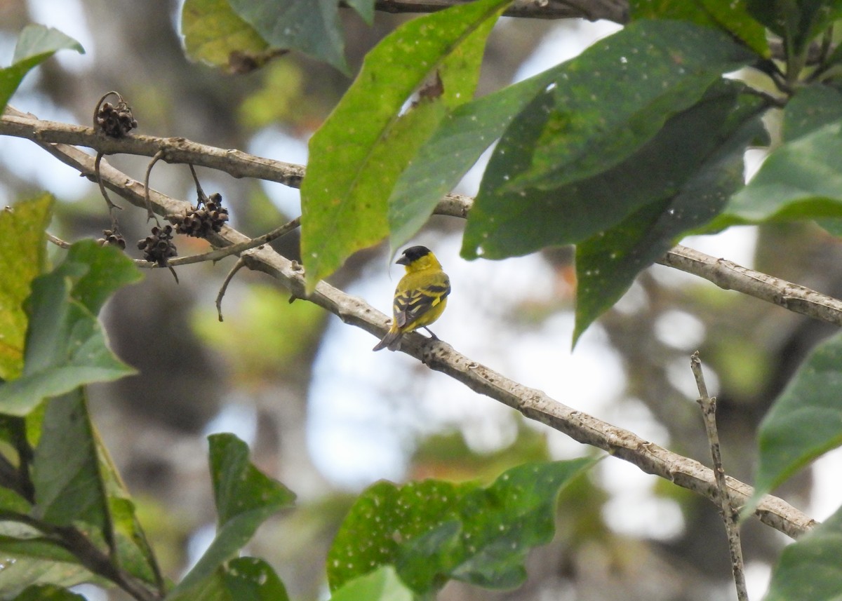 Yellow-faced Siskin - ML643537264