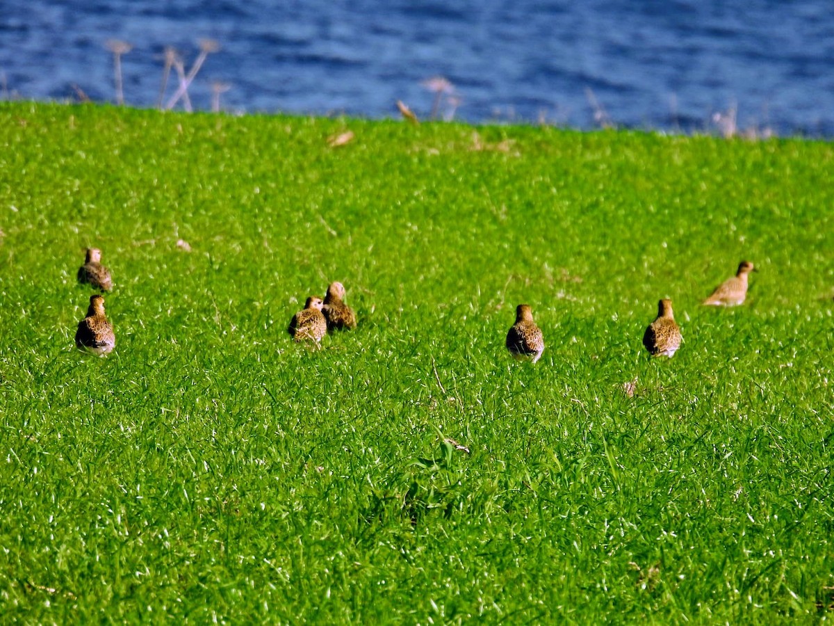 European Golden-Plover - ML643537266