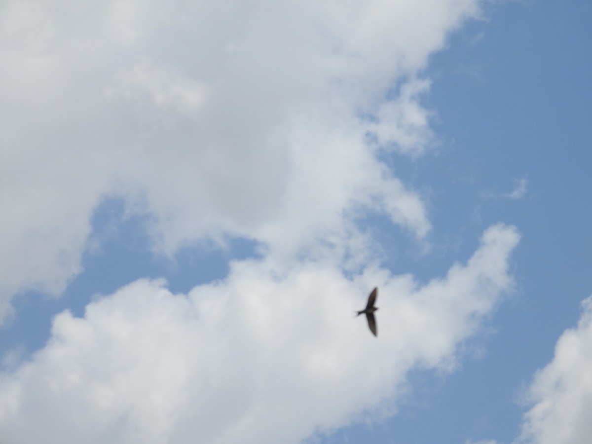 Краснолобая ласточка - ML643537268