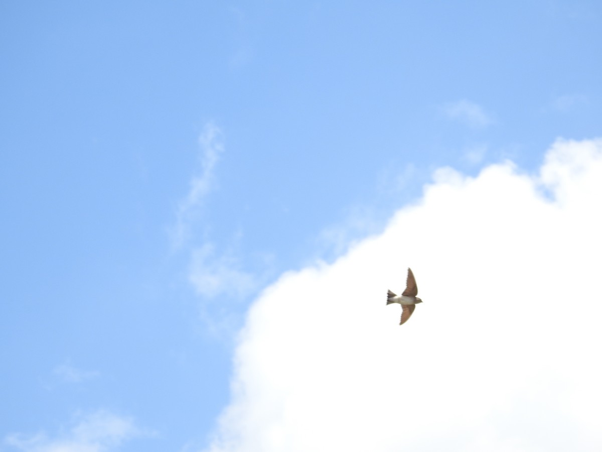 Австралийская ласточка - ML643537272