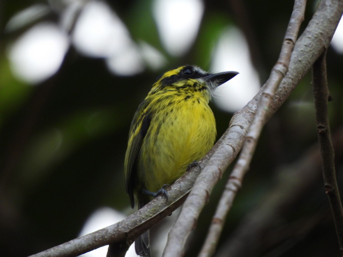 Yellow-browed Tody-Flycatcher - ML643537282