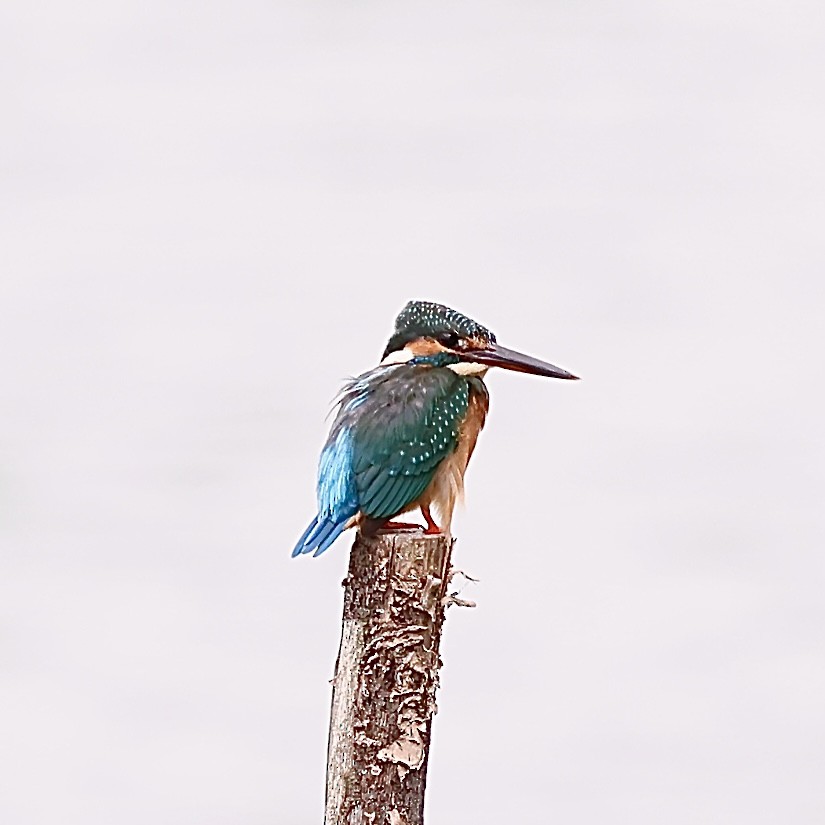 Eisvogel - ML643537283