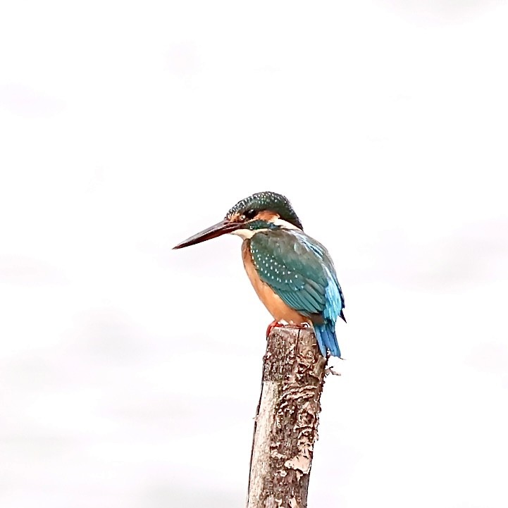 Eisvogel - ML643537284