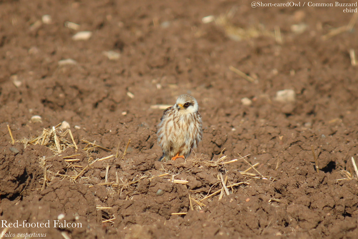 Red-footed Falcon - ML643537285