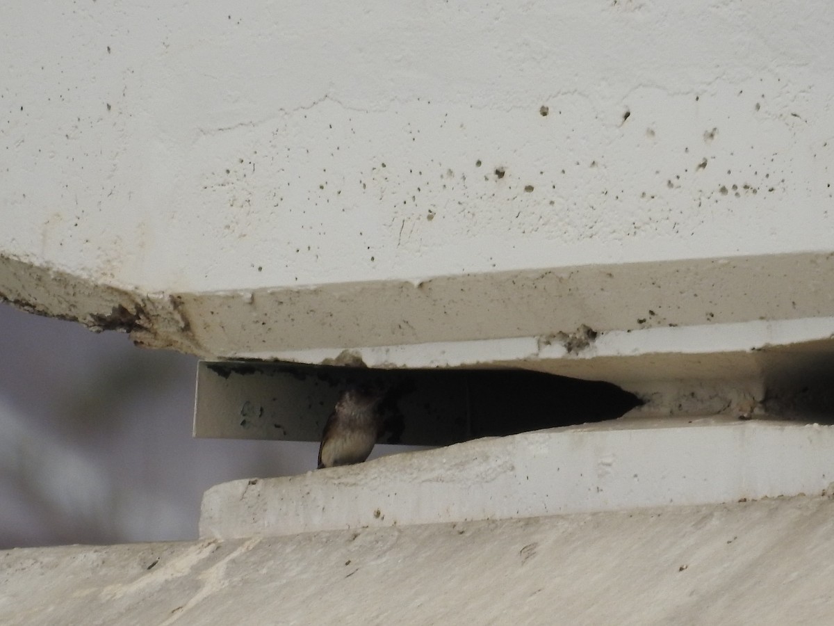 Австралийская ласточка - ML643537290