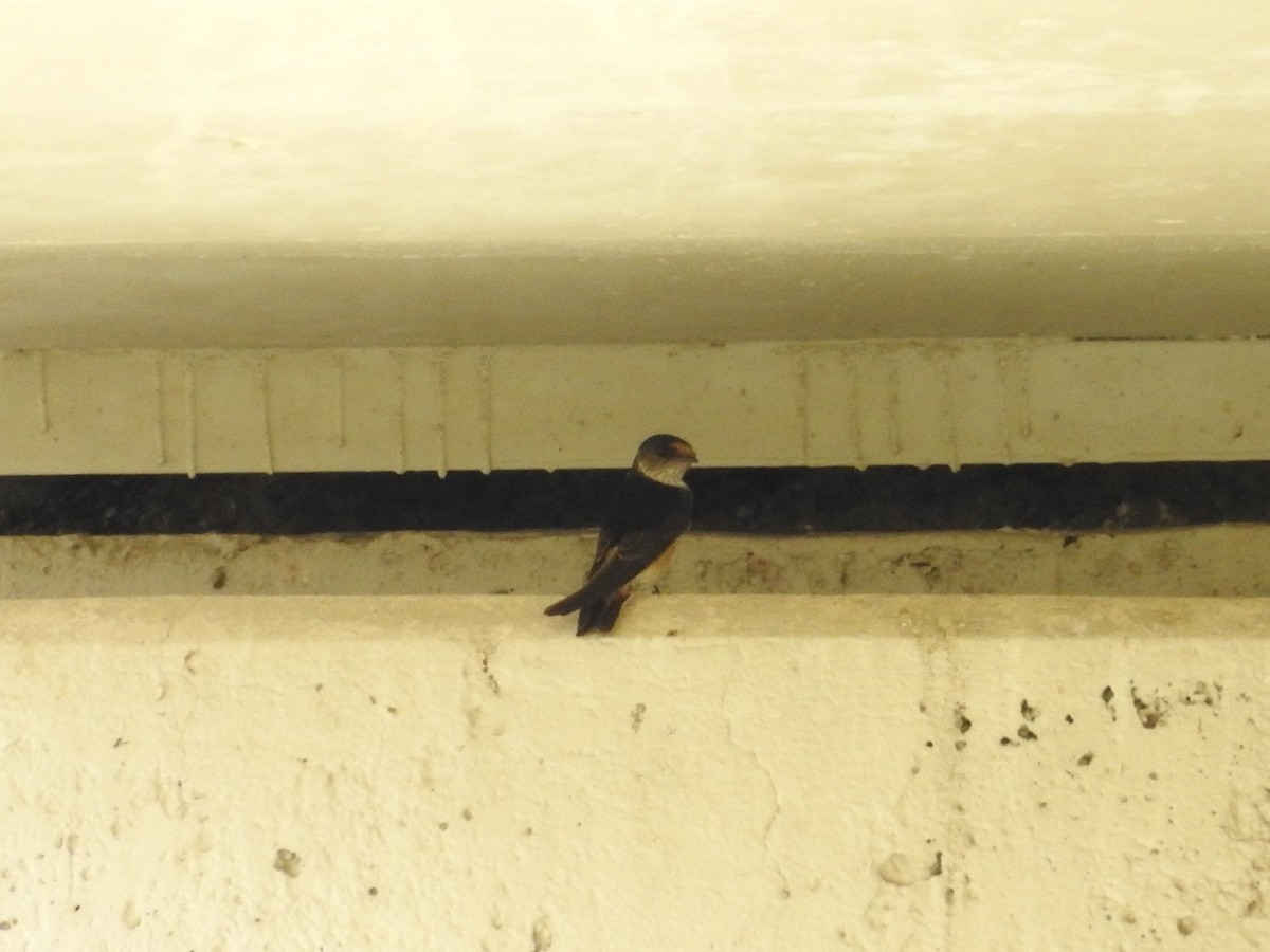 Австралийская ласточка - ML643537291