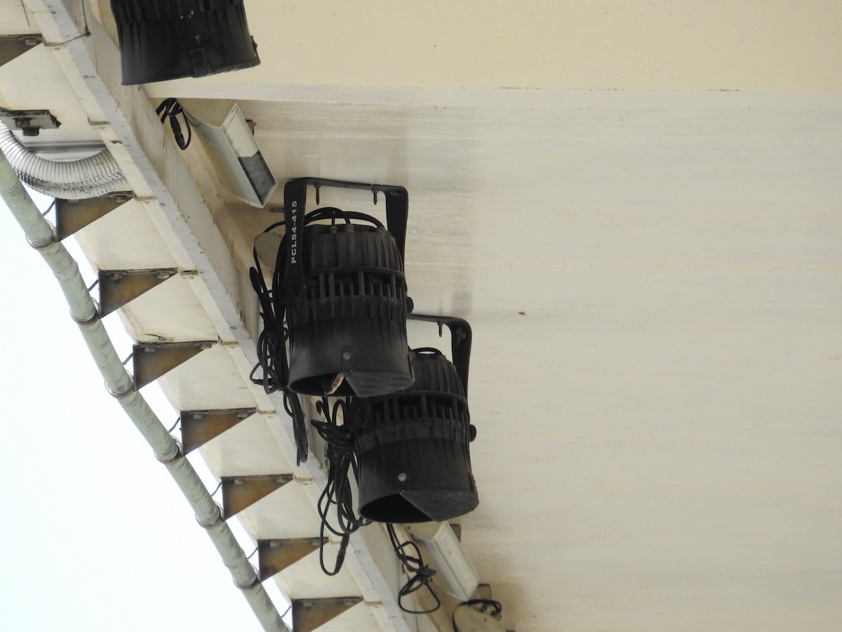 Австралийская ласточка - ML643537293