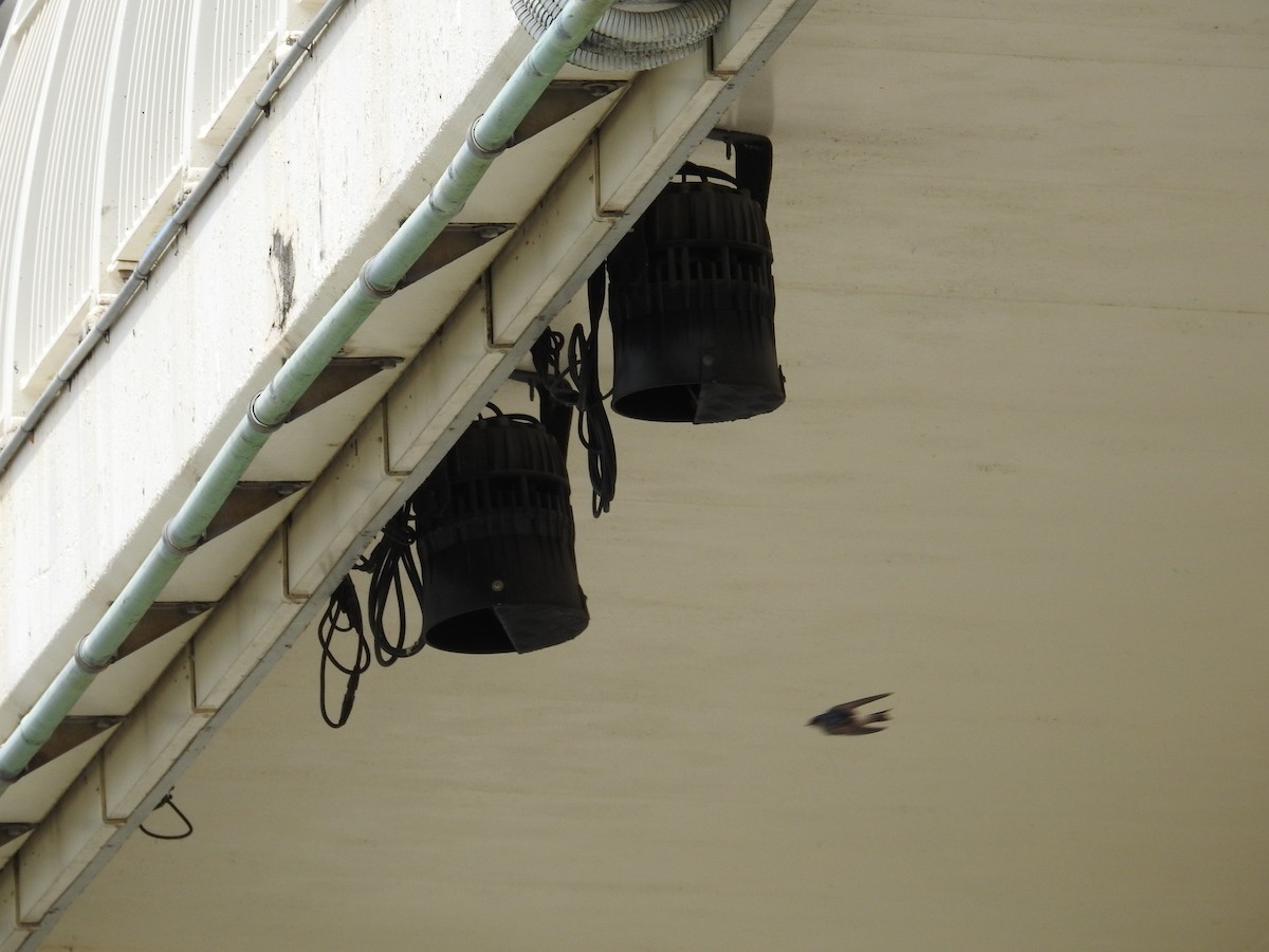 Австралийская ласточка - ML643537294