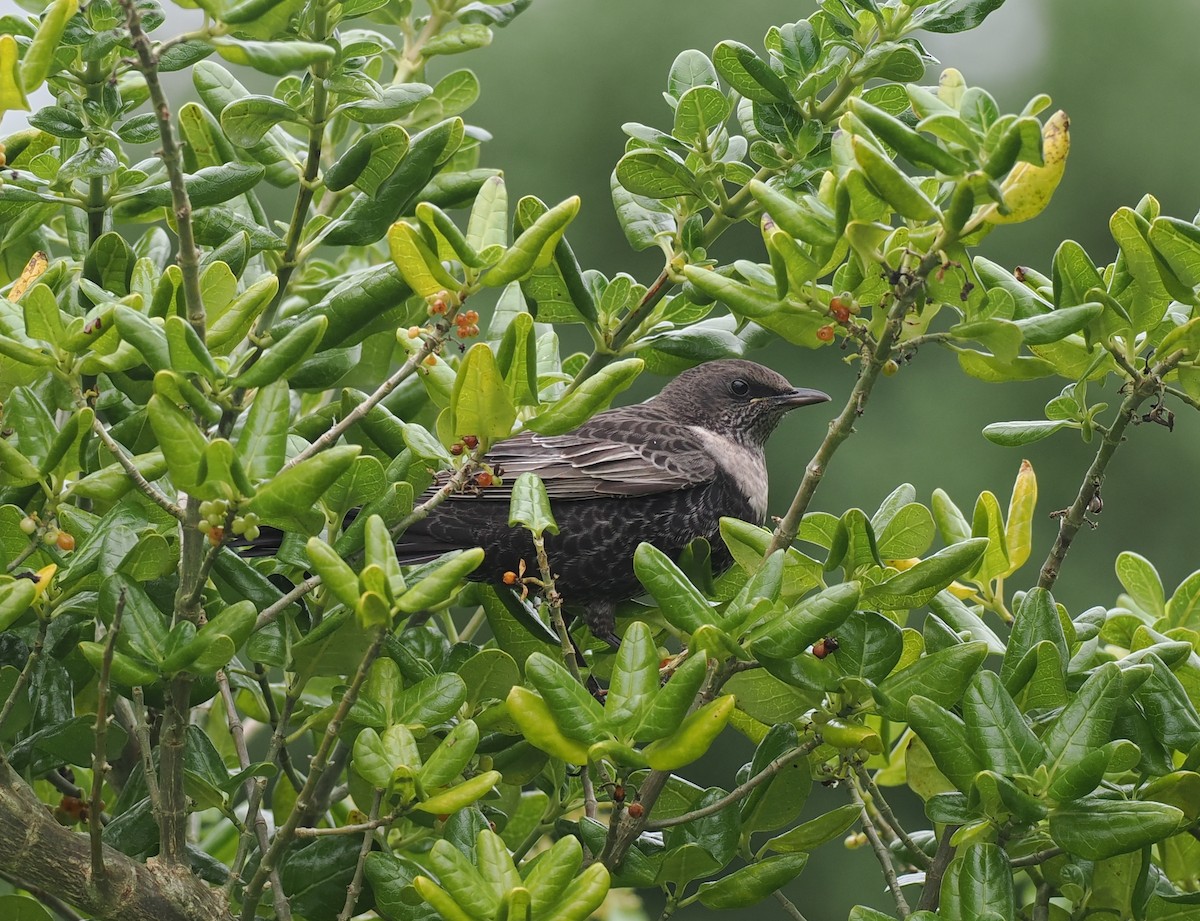 Ring Ouzel - ML643537295