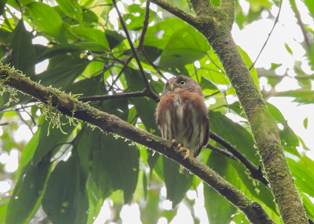 Least Pygmy-Owl - ML643537315
