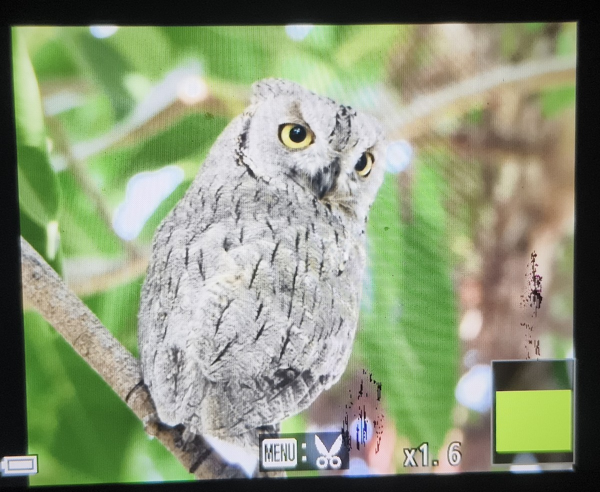 Pallid Scops-Owl - ML643537318