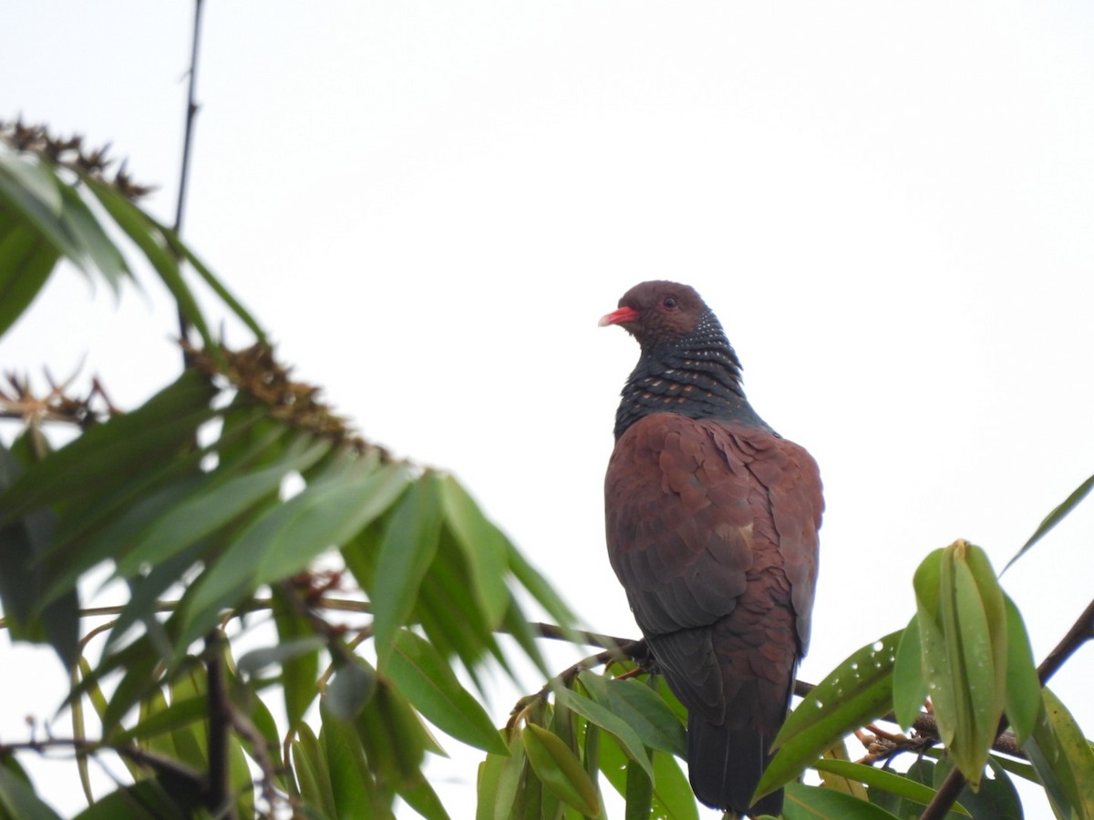 Scaled Pigeon - ML643537330