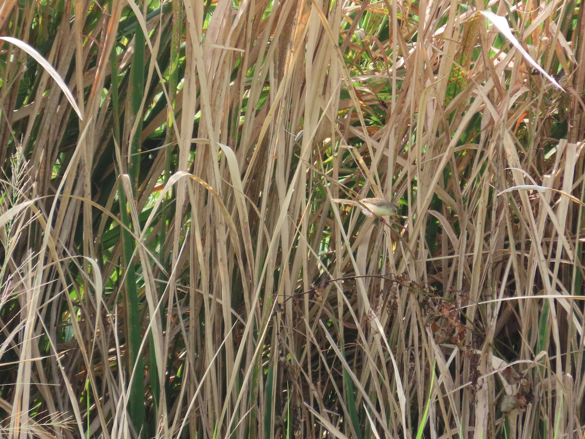 Plain Prinia - ML643537332