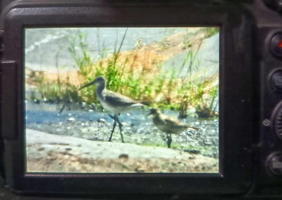 Stilt Sandpiper - ML643537355