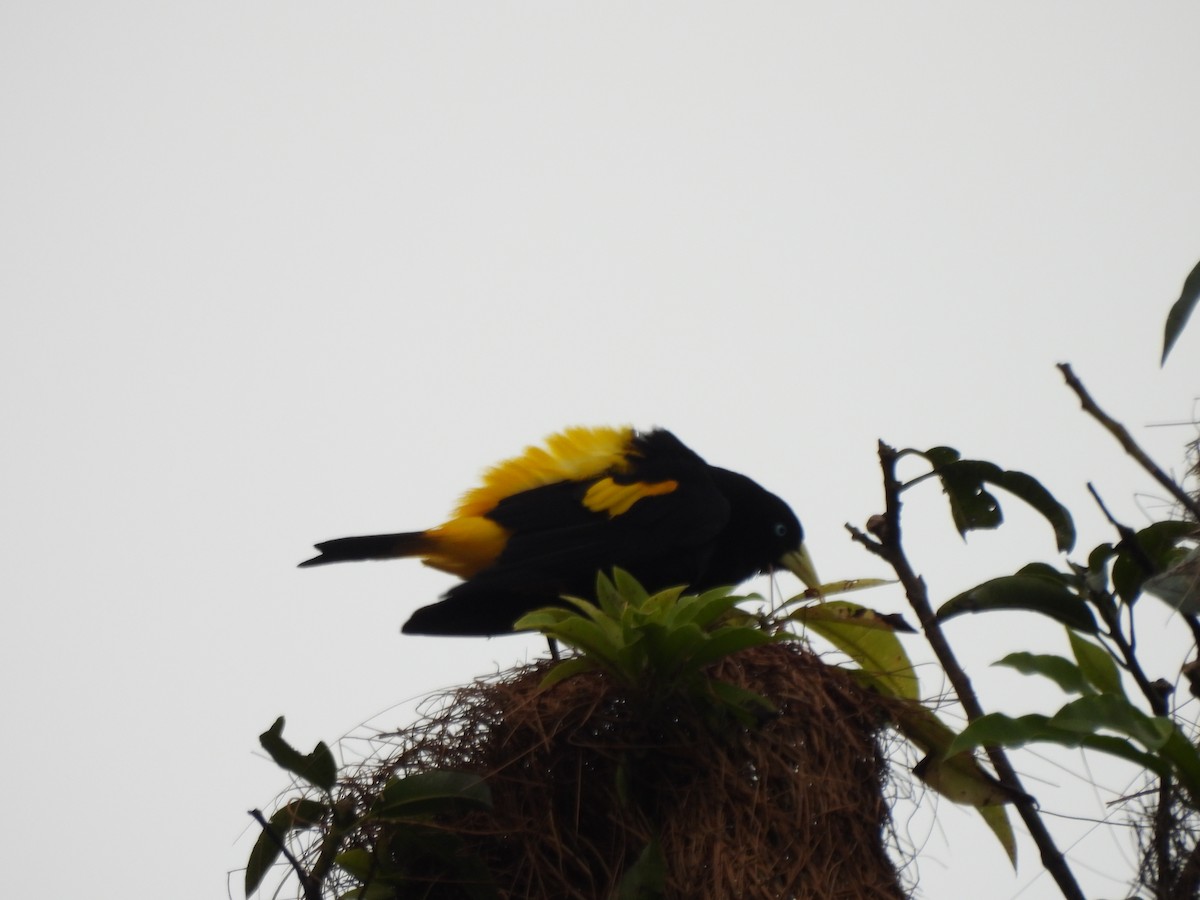 Yellow-rumped Cacique - ML643537359