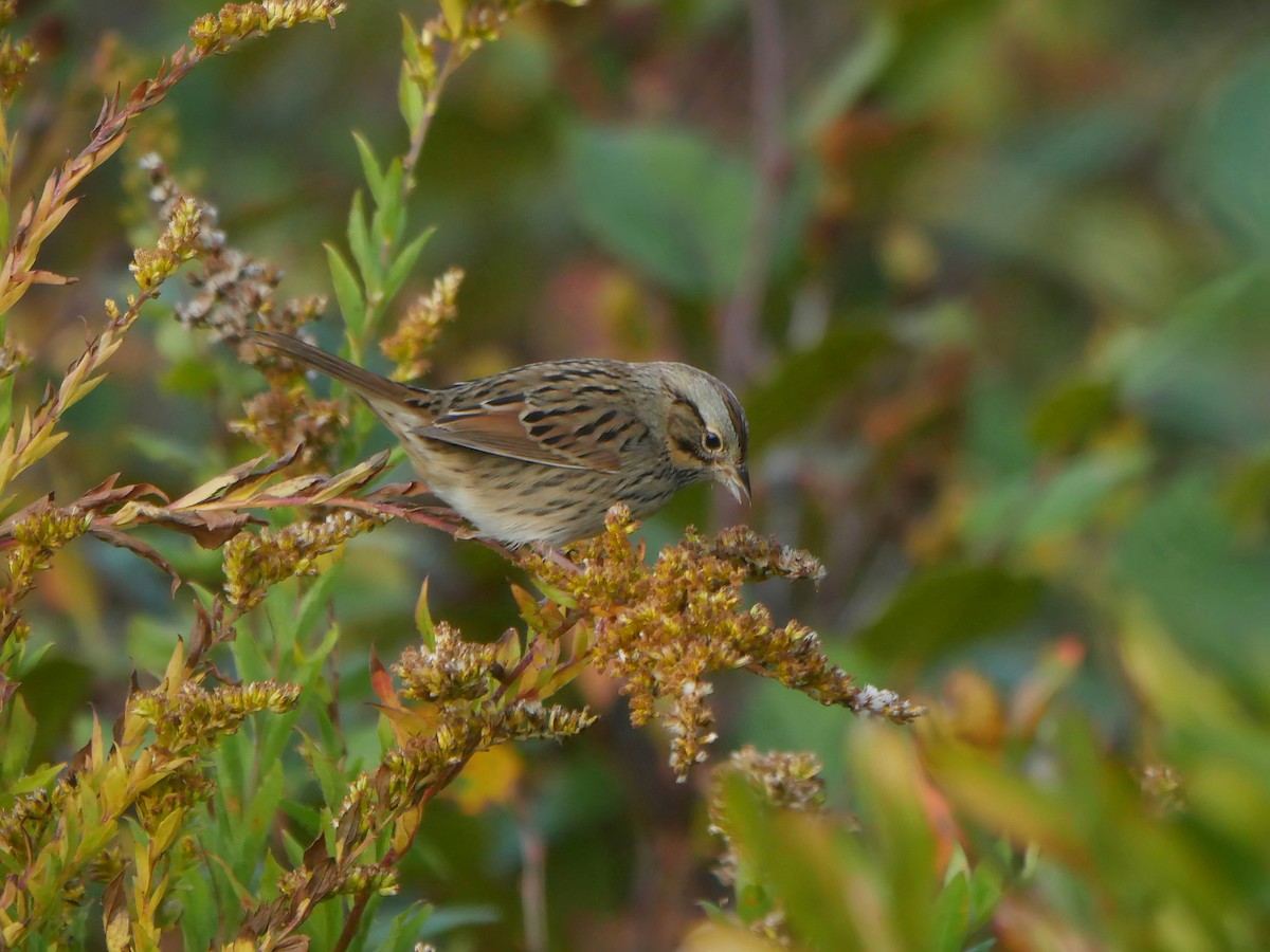 Lincoln's Sparrow - ML643537360