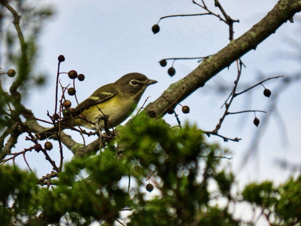 Blue-headed Vireo - ML643537361