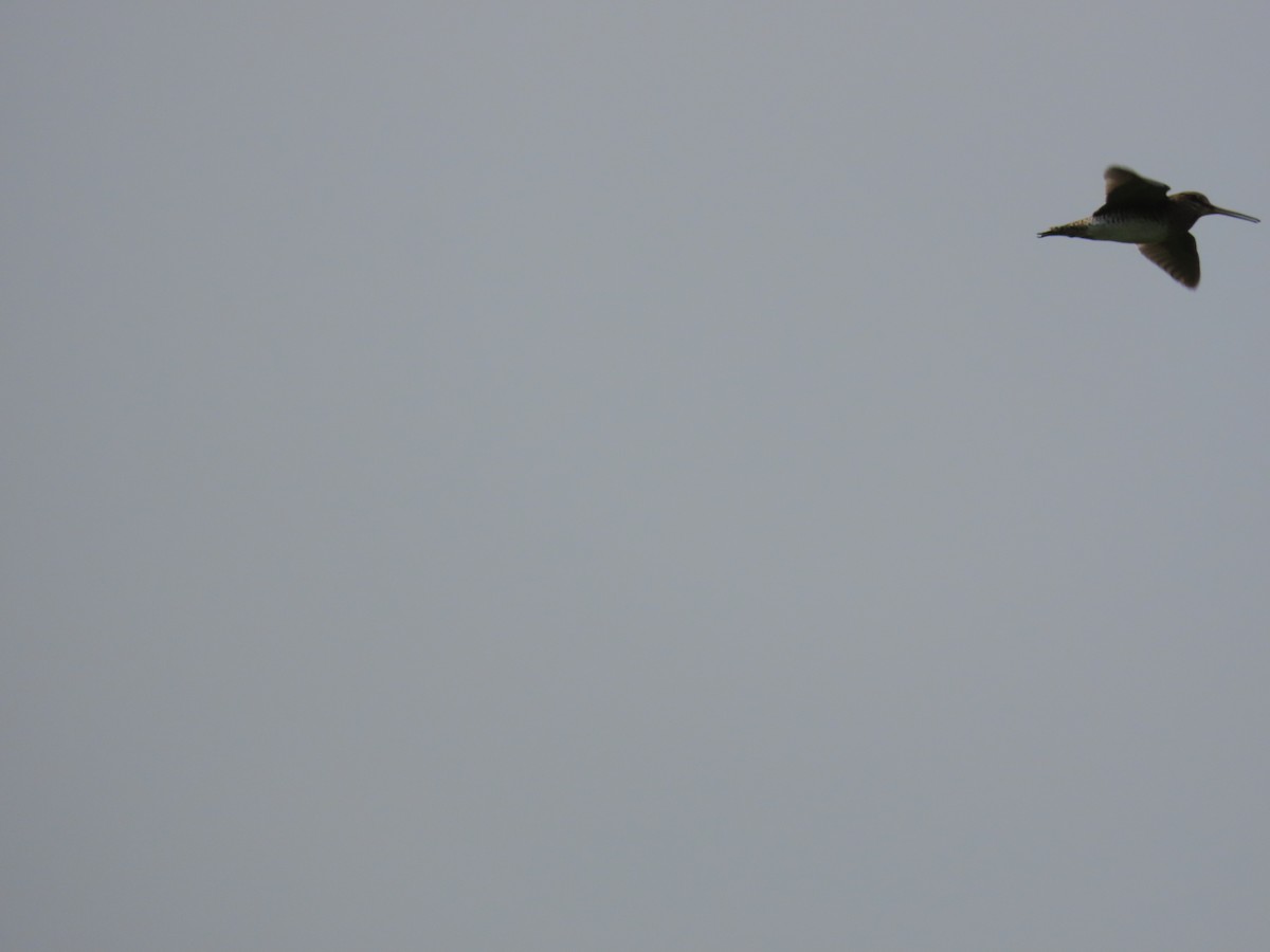 Pin-tailed Snipe - ML643537363