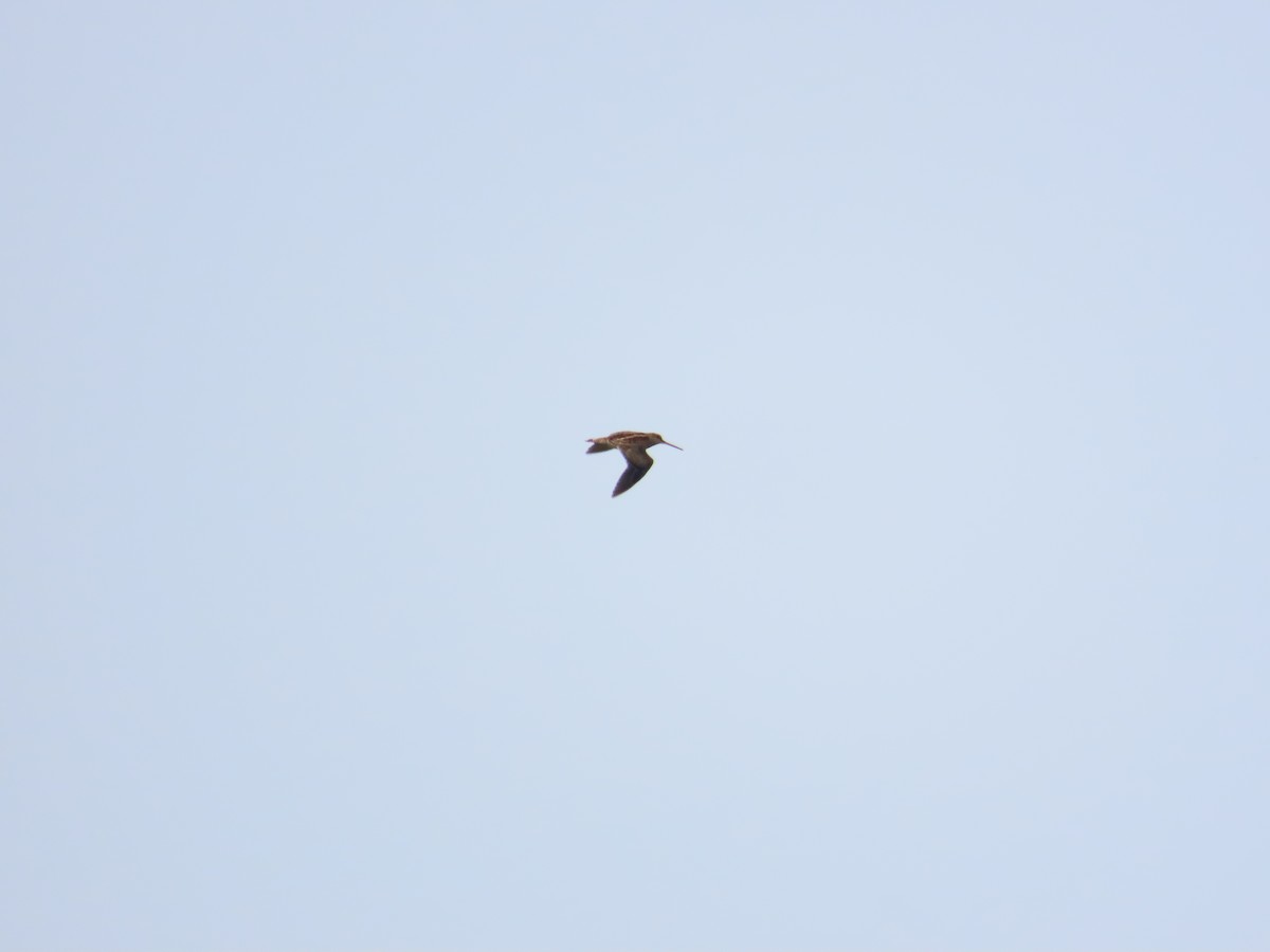 Pin-tailed Snipe - ML643537364