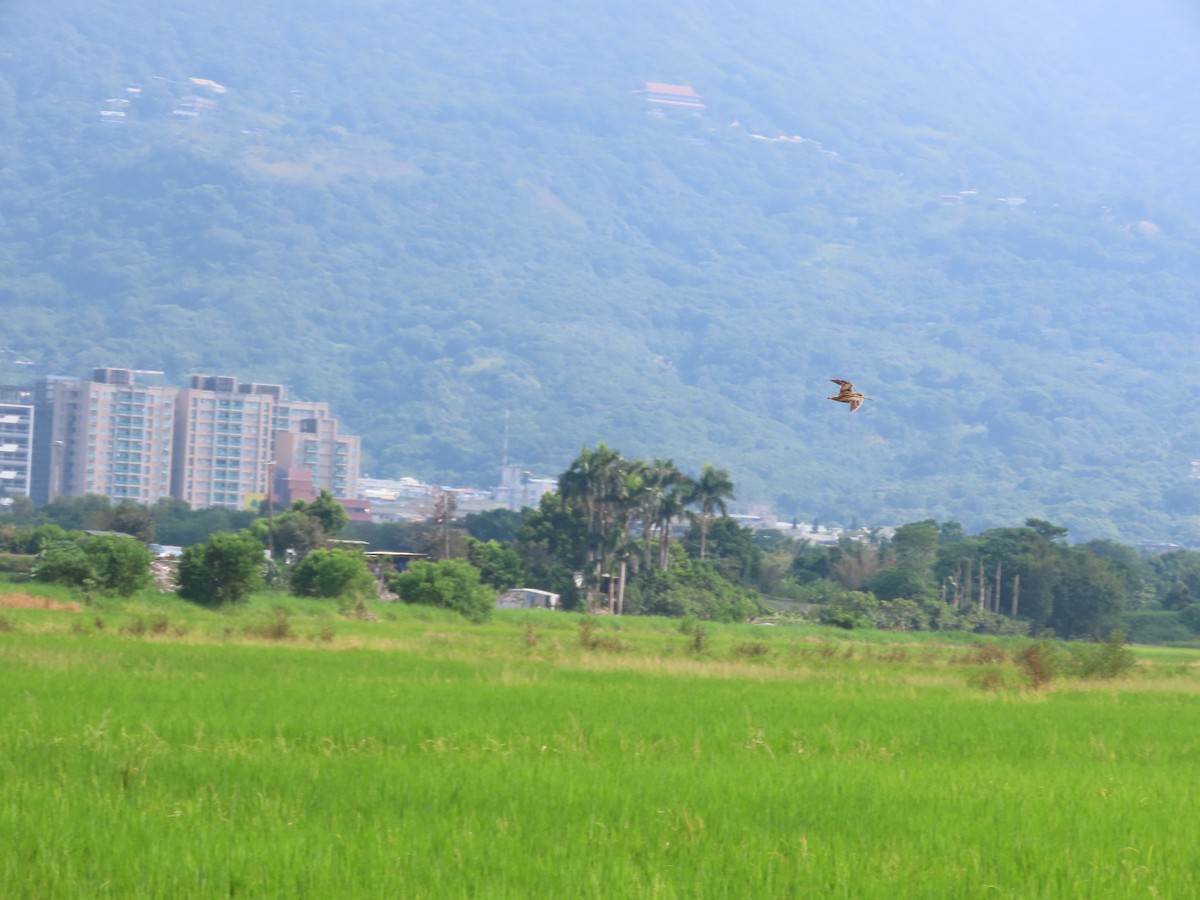 Pin-tailed Snipe - ML643537365