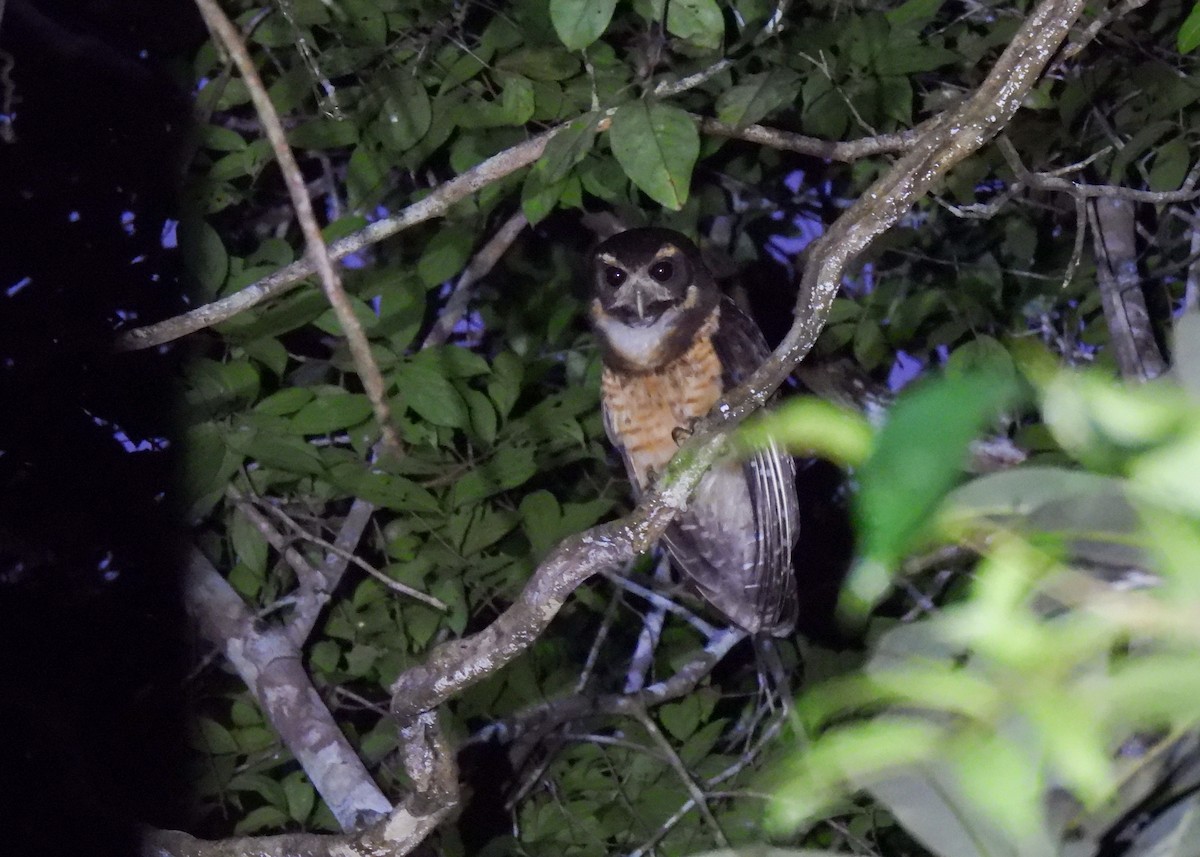 キマユメガネフクロウ - ML643537383