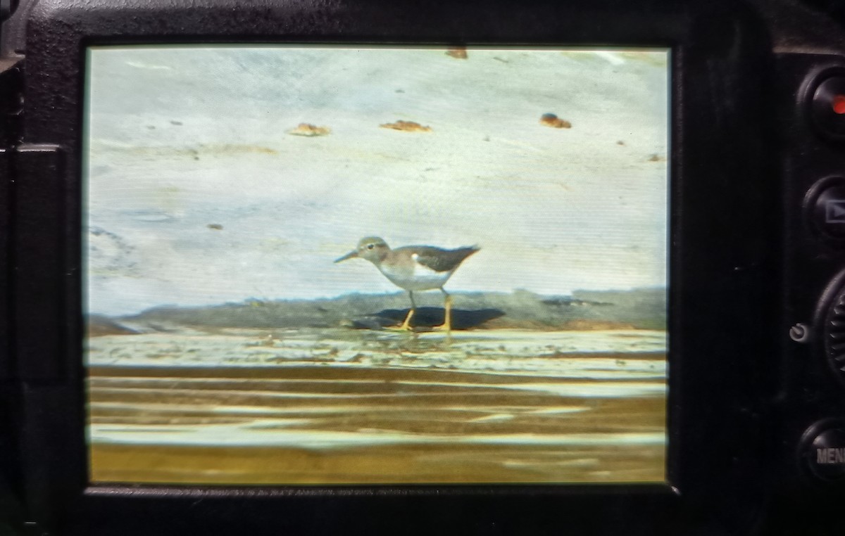 Spotted Sandpiper - ML643537390