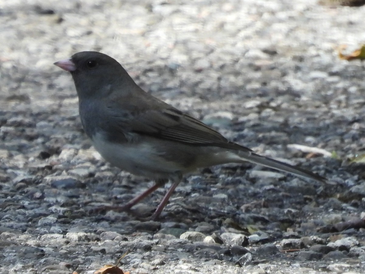 Dark-eyed Junco - ML643537394