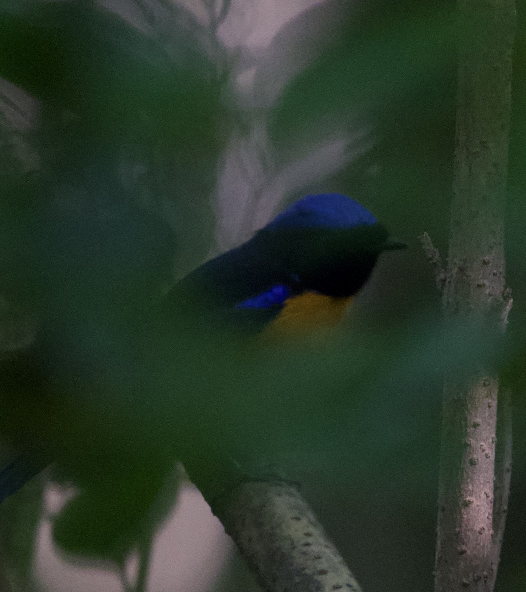 Rufous-bellied Niltava - ML643537408